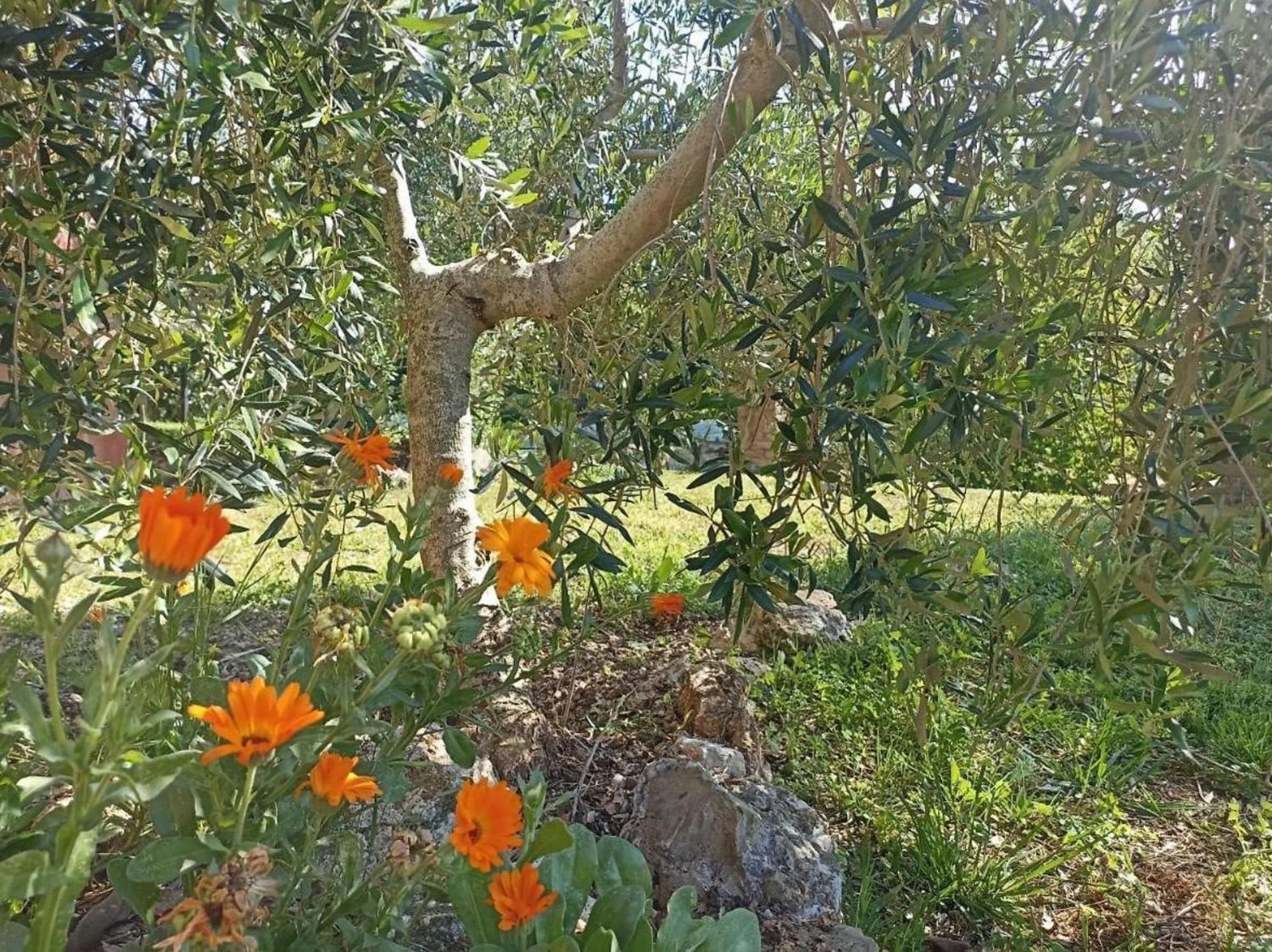 La Mandriana Villa Massa Marittima Esterno foto