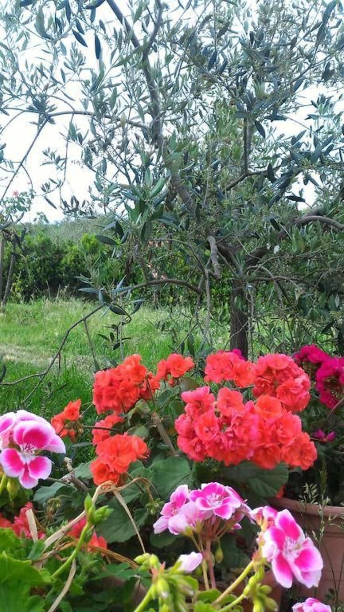 La Mandriana Villa Massa Marittima Esterno foto