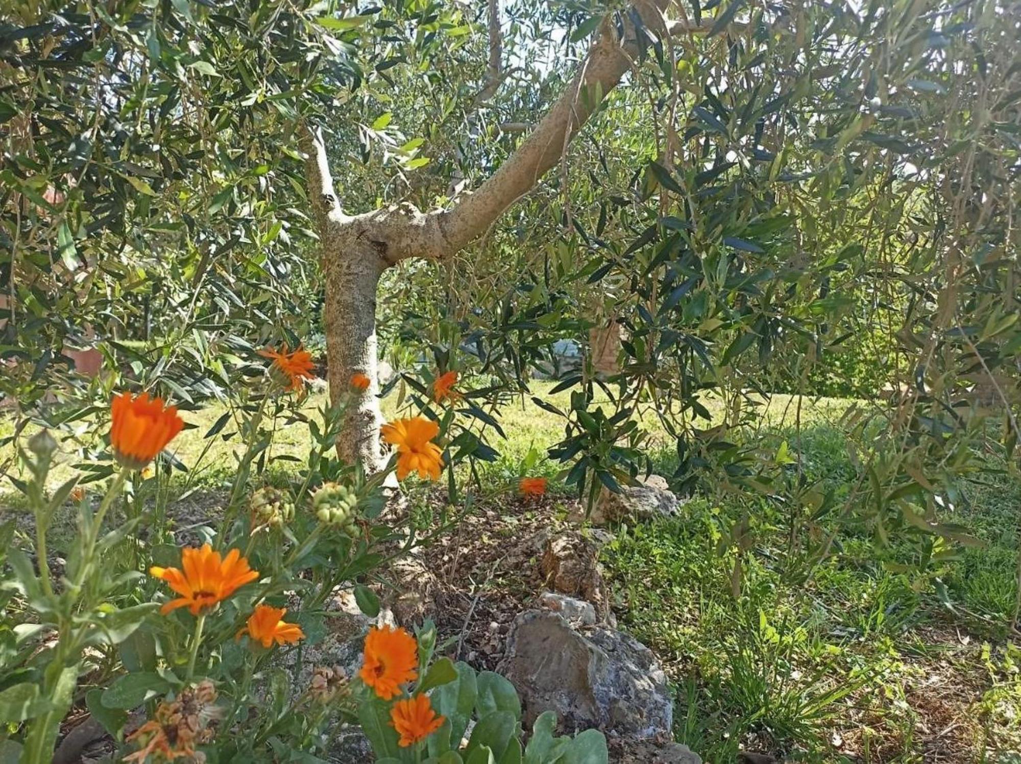 La Mandriana Villa Massa Marittima Esterno foto