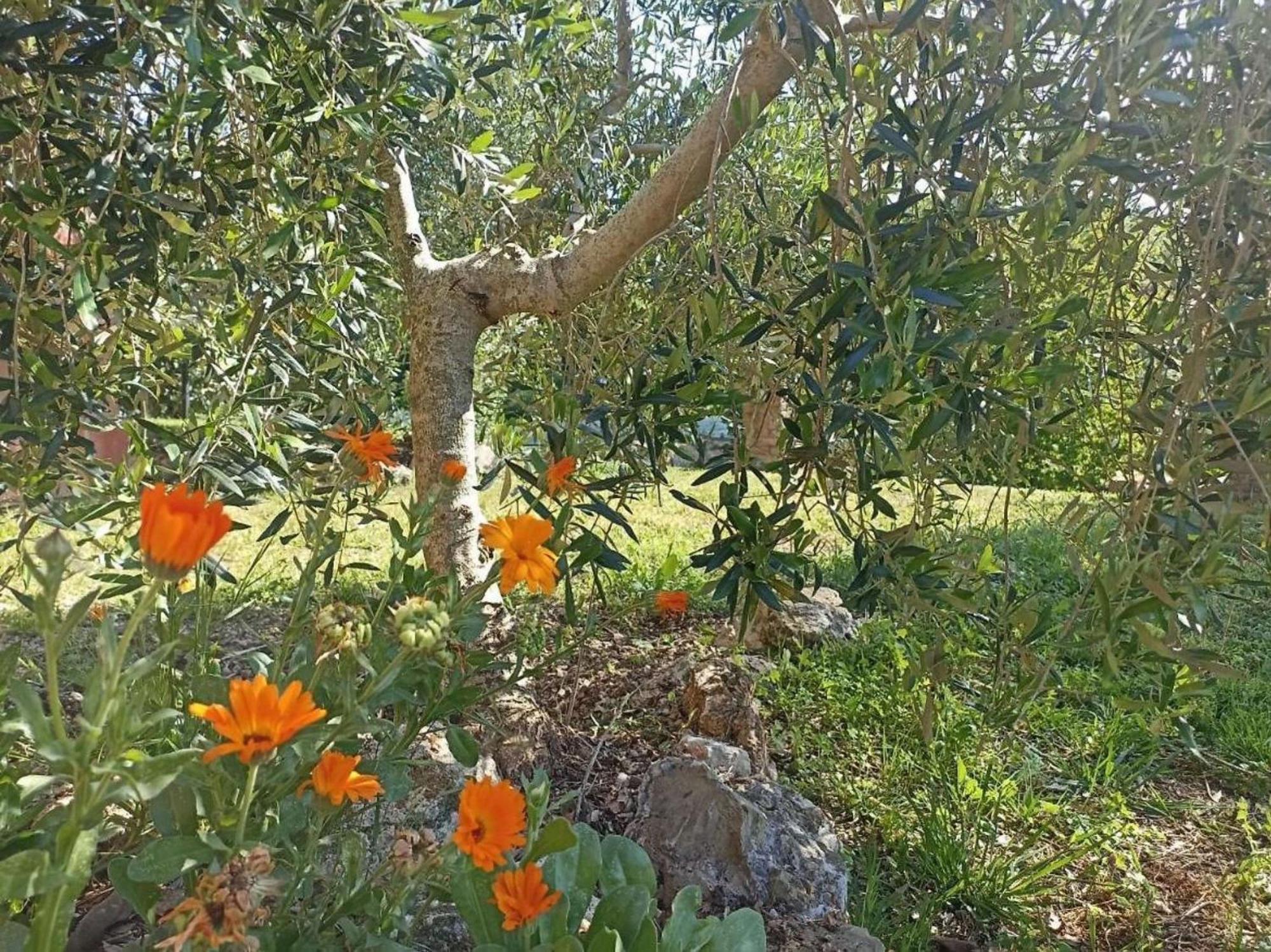 La Mandriana Villa Massa Marittima Esterno foto